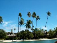 moorea beach comber 7 